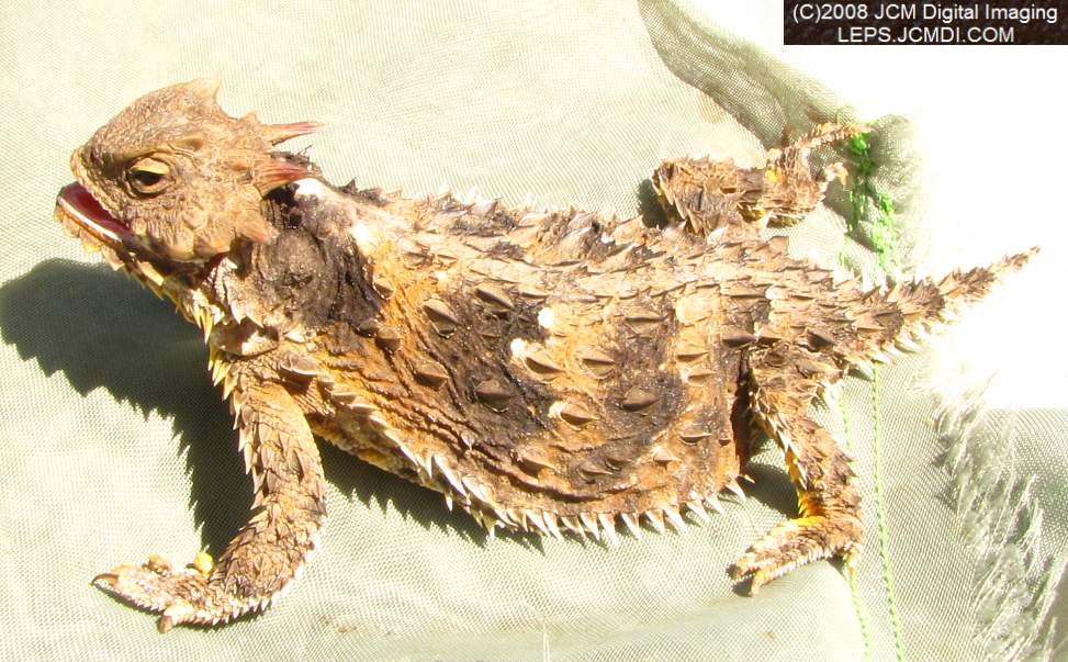 A Horned Lizard, filmed at Bear Divide, near Newhall CA